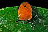 Tropical beetle