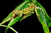 Borneo forest dragon lizard