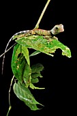 Borneo forest dragon lizard