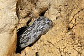 Cave-dwelling rat snake