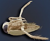 Water boatman,SEM