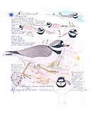 Common ringed plover,artwork