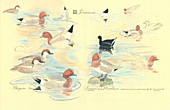Aquatic birds,artwork