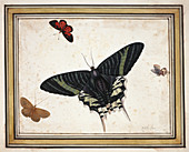 Butterflies,artwork