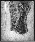 Belemnite fossil,artwork