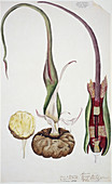 Voodoo lily (Typhonium venosum)