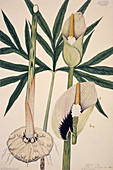 Dracontium plant,artwork