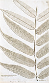Latticevein fern (Thelypteris reticulata)