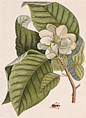 Cucumber tree (Magnolia acuminata)