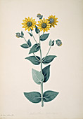 Downy sunflower (Helianthus mollis)