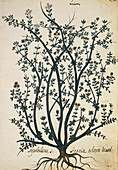 Acacia sp.,artwork