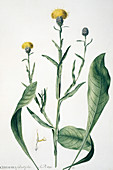 Centaurea glastifolia,artwork