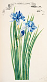 Siberian iris (Iris sibirica),artwork