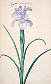 Bearded iris (Iris germanica),artwork