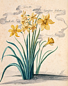 Daffodil (Narcissus sp.)