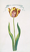 Tulip (Tulipa sp.),artwork