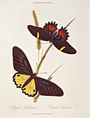Swallowtail butterflies,artwork