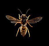 Female worker common wasp