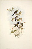 Hummingbirds,artwork