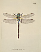 Dragonflies,artwork