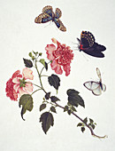 Chinese butterflies,artwork