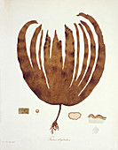 Kelp (Fucus digitatus),artwork
