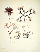Kelp (Fucus crispus),artwork