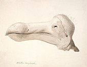 Dodo head,artwork