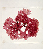 Dried red alga (Thodomenia lacineata)
