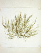 Dried alga (Entromorpha clathrata)