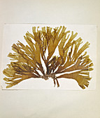 Dried seaweed (Dictyota atomaria)