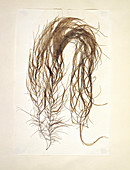 Dried seaweed (Chordaria flagellifornis)