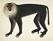 Chinese monkey,artwork