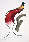 Red bird-of-paradise,artwork