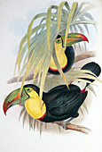 Keel-billed toucans,artwork