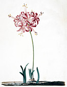 Guernsey lily (Nerine sarniensis)