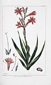Bulbil bugle-lily (Watsonia meriana)