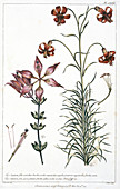 Lilium philadelphicum and Lilium pomponi