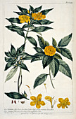 Alder,Turnera ulmifolia var angustifolia
