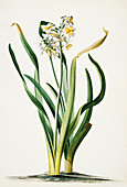 Daffodil (Narcissus tazetta),artwork
