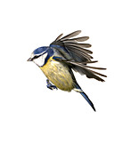 Blue tit,artwork