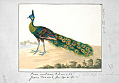 Green peafowl,artwork