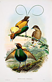 Birds-of-paradise,19th century