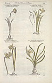 Daffodil flowers,17th century
