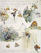 Butterfly observations