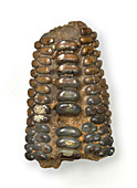 Fish tooth-plate fossil