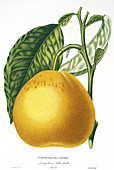 Grapefruit,19th century