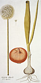Onion,historical artwork
