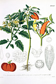 Tomato and peppers,historical artwork