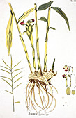 Ginger plant,historical artwork